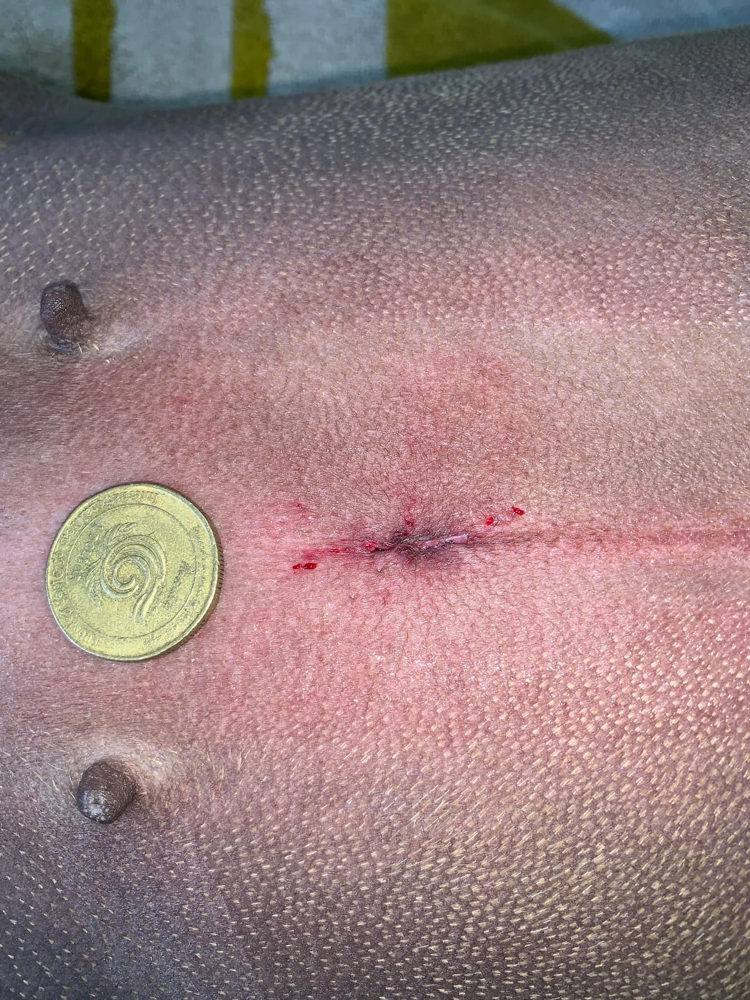Laparoscopic Desexing – The Gentle Revolution in Veterinary Surgery Laparoscopic Desexing – The Gentle Revolution in Veterinary Surgery